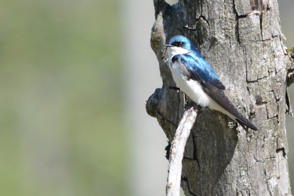 Tree Swallow - ML101704661