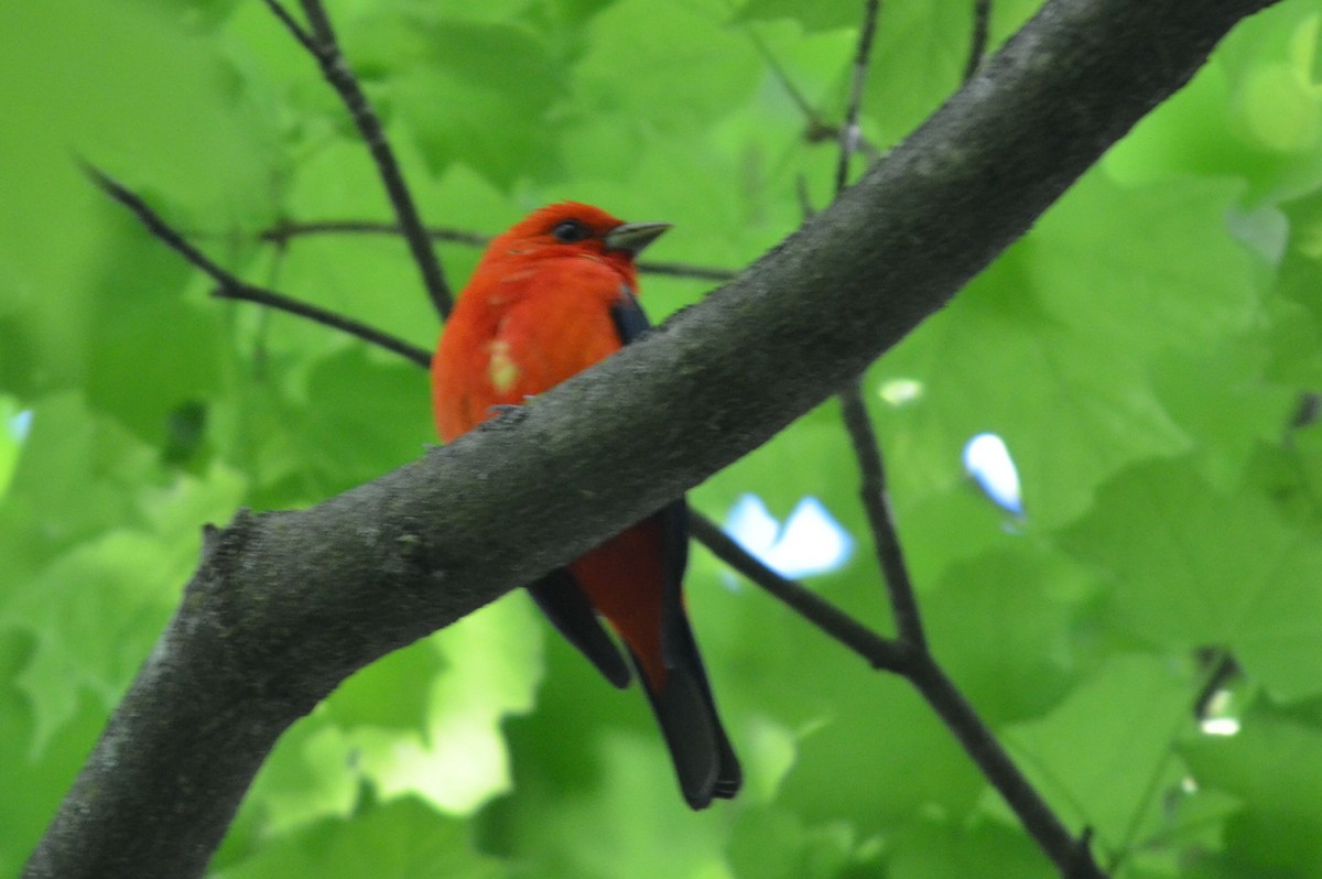 Scarlet Tanager - ML101705481
