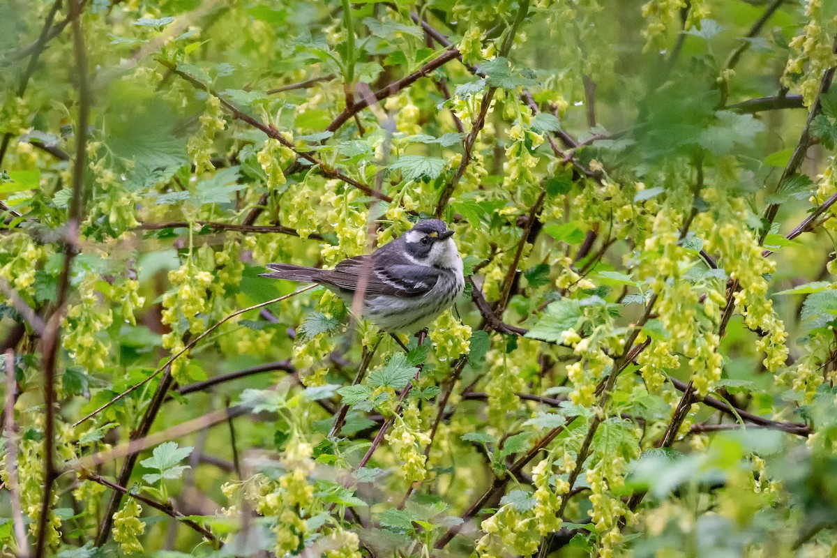 Black-throated Gray Warbler - ML101705941