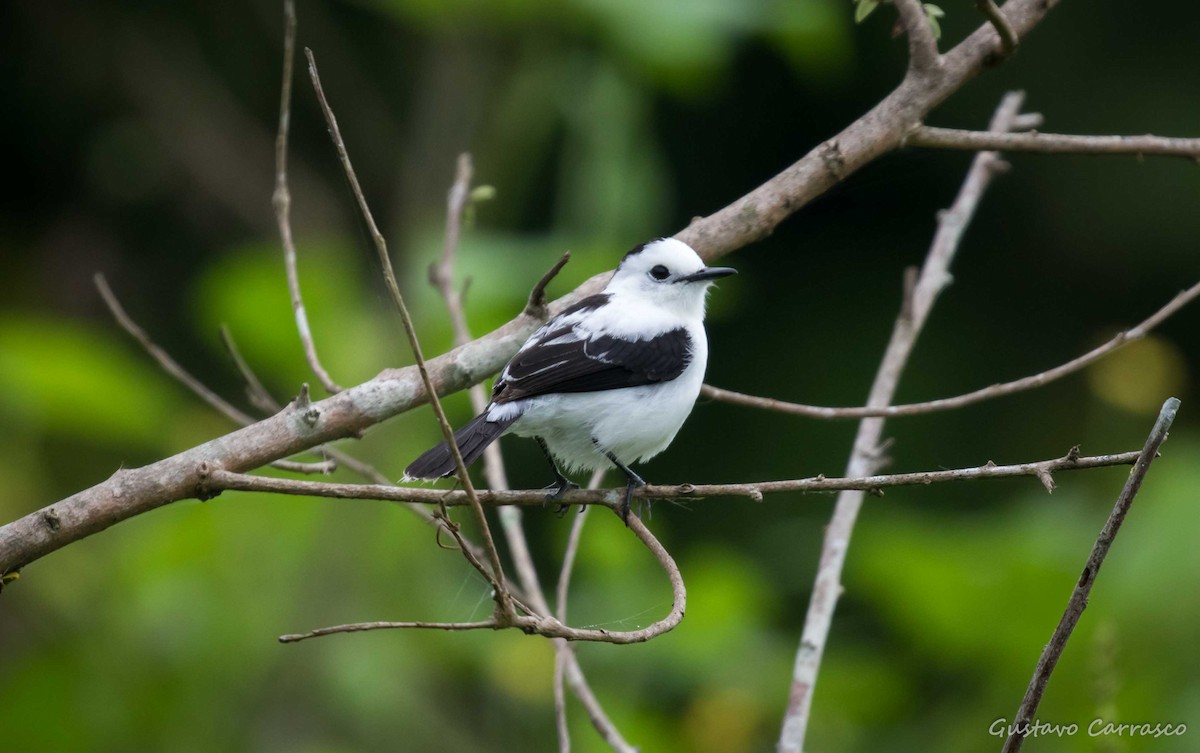 Pied Water-Tyrant - Gustavo Carrasco Zuñiga