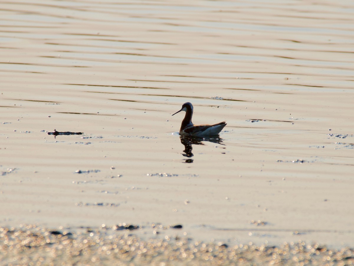 Wilson's Phalarope - ML101708601