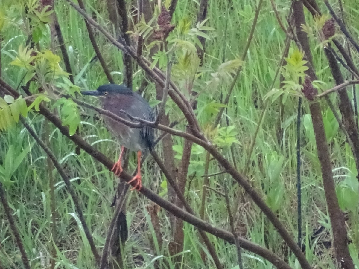 Green Heron - ML101709771