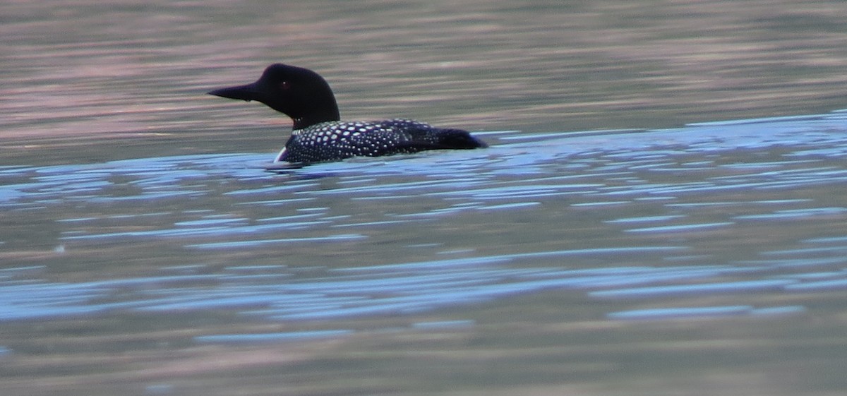 Common Loon - ML101709781