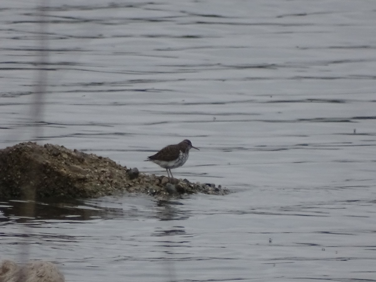 Spotted Sandpiper - ML101710561