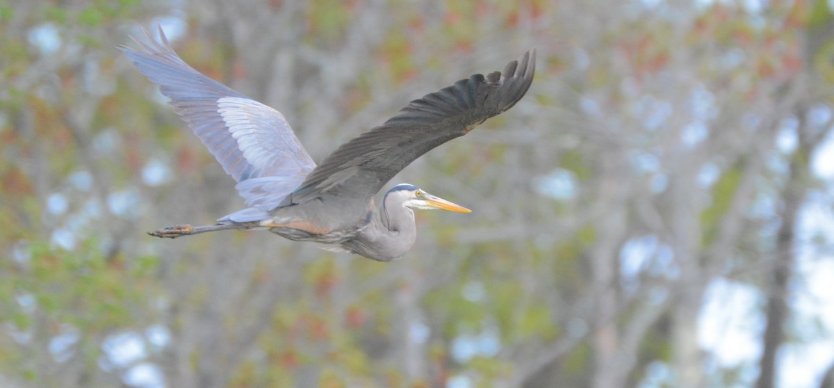 Great Blue Heron - Richard Garrigus