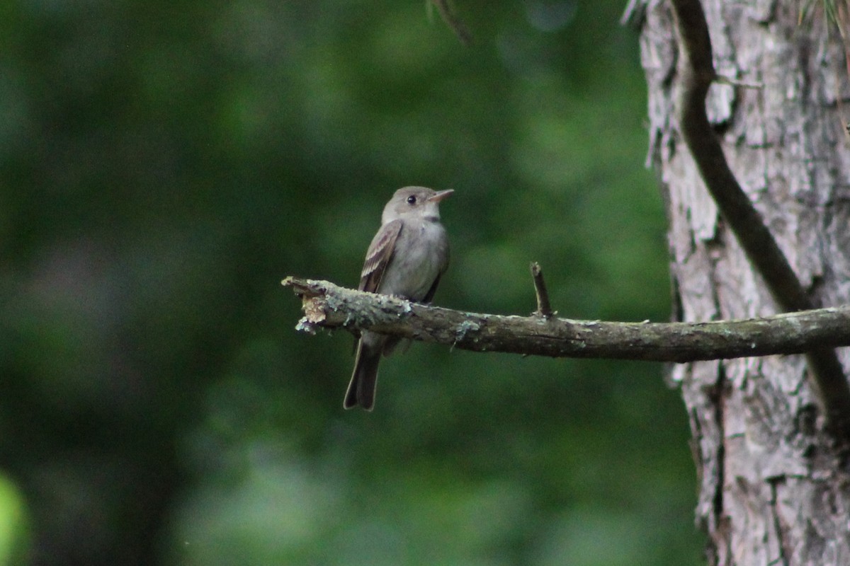 Eastern Wood-Pewee - ML101715421