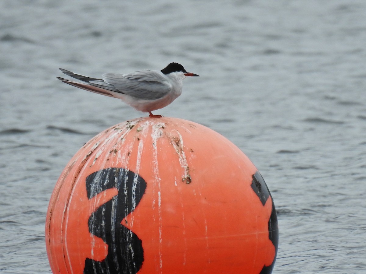 Common Tern - Alison Mews