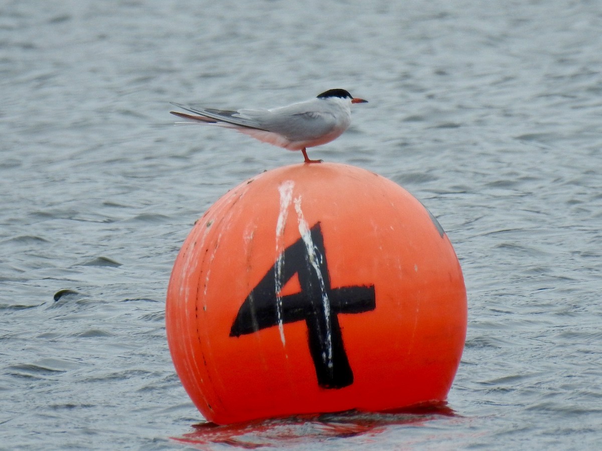 Common Tern - Alison Mews