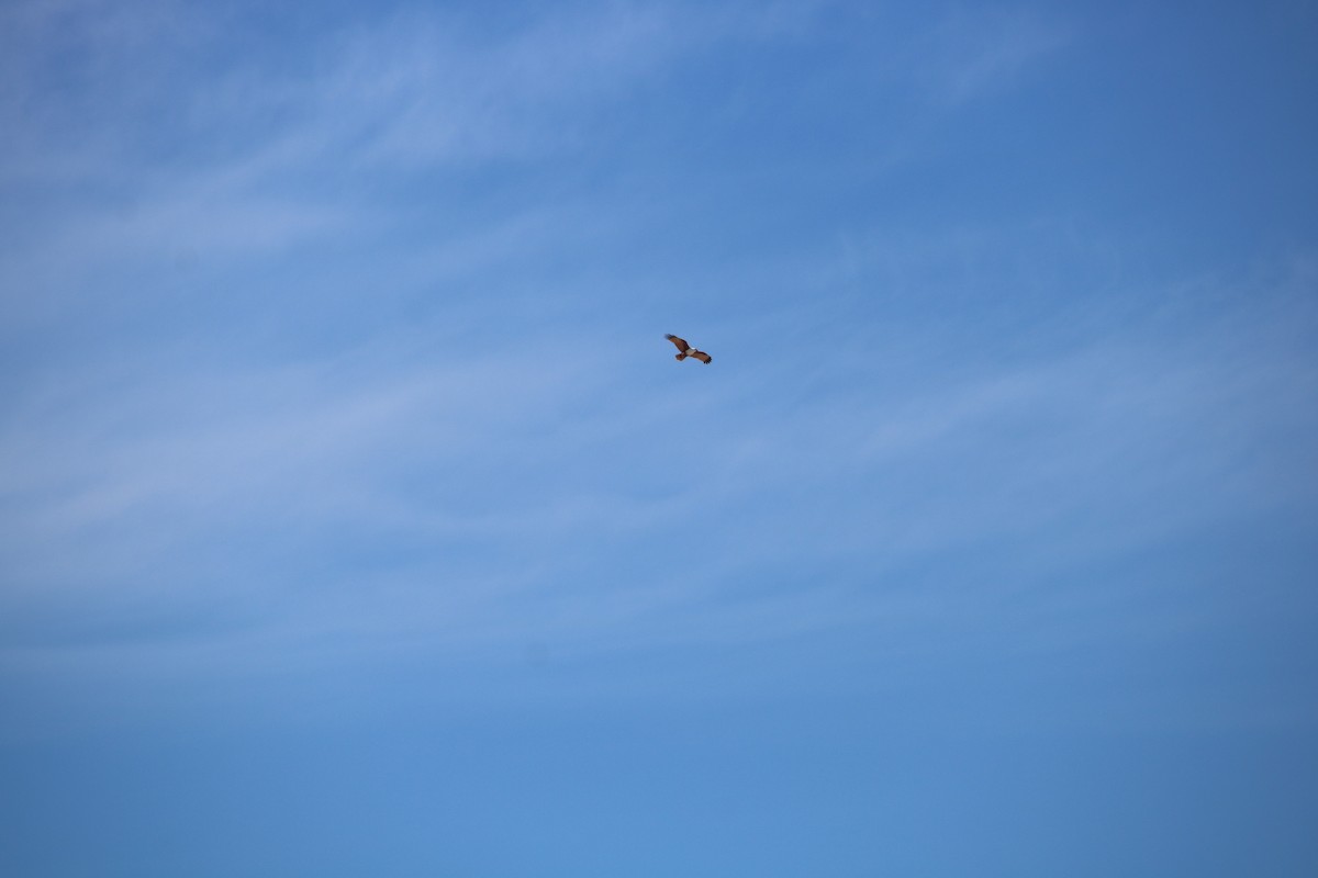 Brahminy Kite - ML101716781