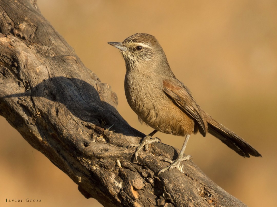 Dusky-tailed Canastero - ML101717161