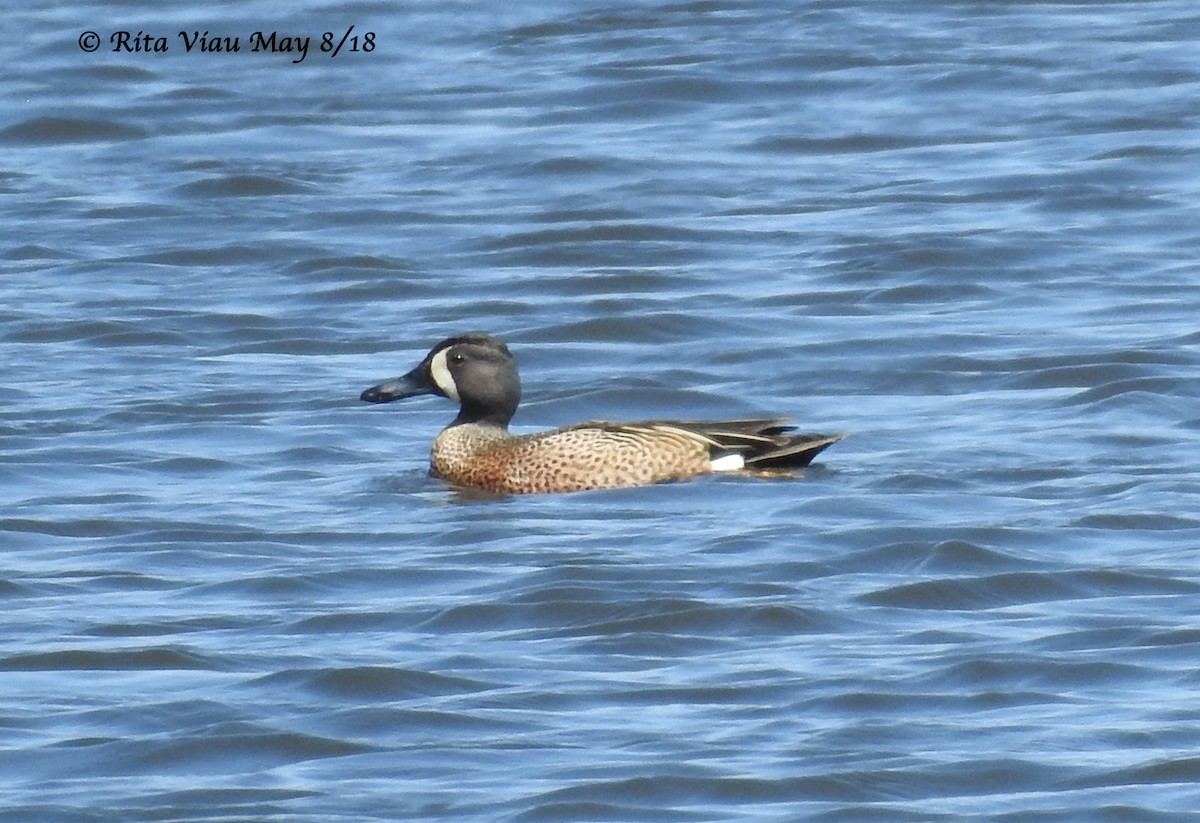 Blue-winged Teal - Rita Viau