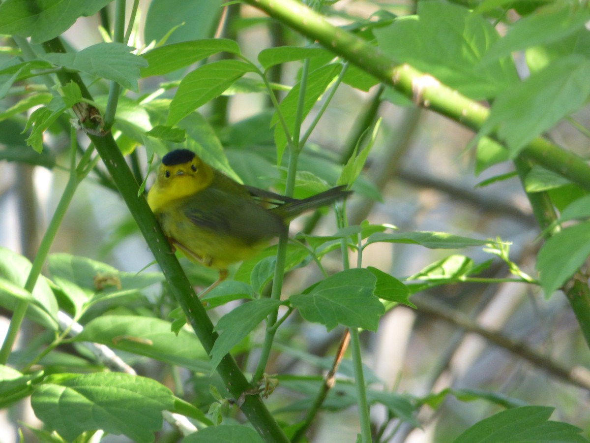 Wilson's Warbler - ML101718181