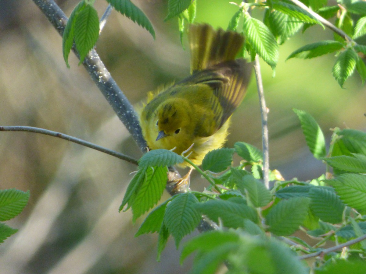 Wilson's Warbler - ML101718191