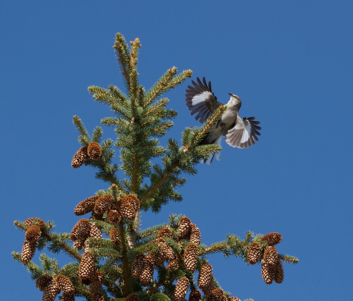 Northern Mockingbird - ML101719071