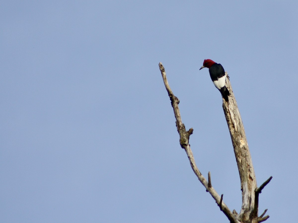 Red-headed Woodpecker - ML101719191
