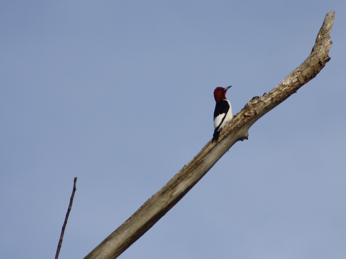 Red-headed Woodpecker - ML101719201
