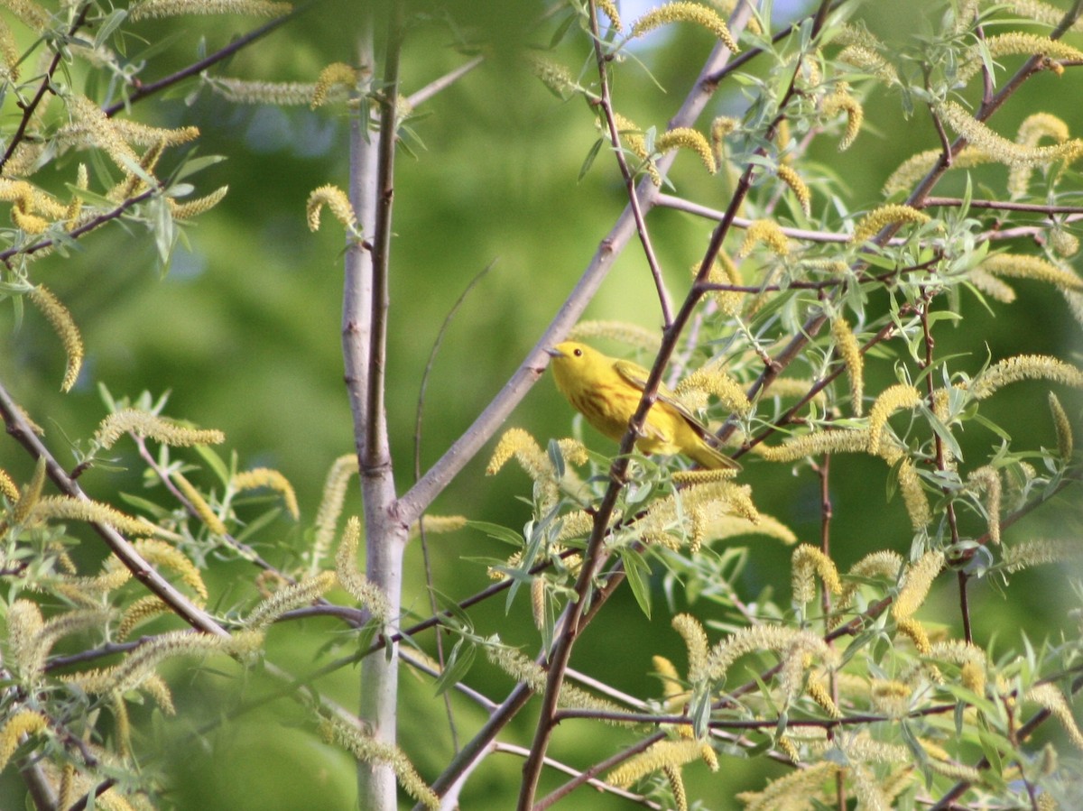 Yellow Warbler (Northern) - ML101719351