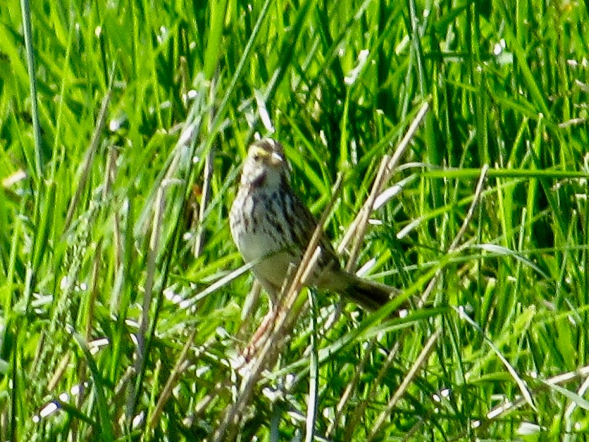 Savannah Sparrow - Kisa Weeman