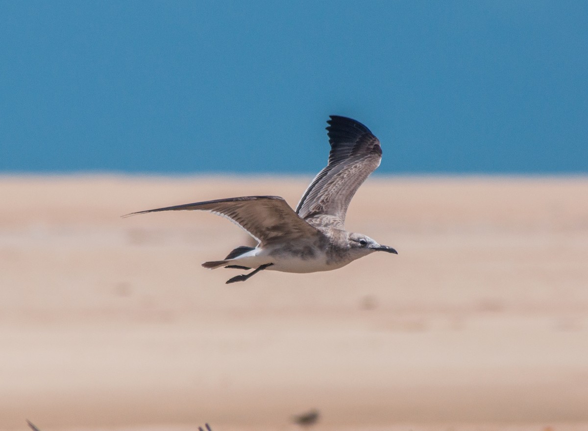 Laughing Gull - Evaldo Nascimento