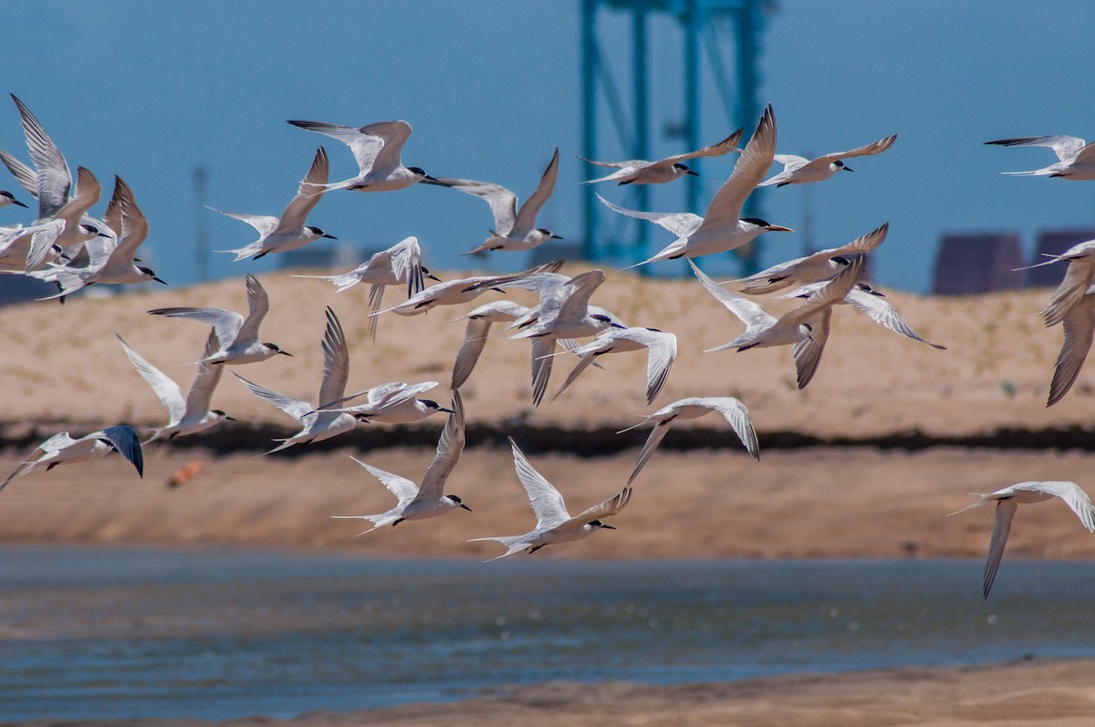 Common Tern - ML101724731