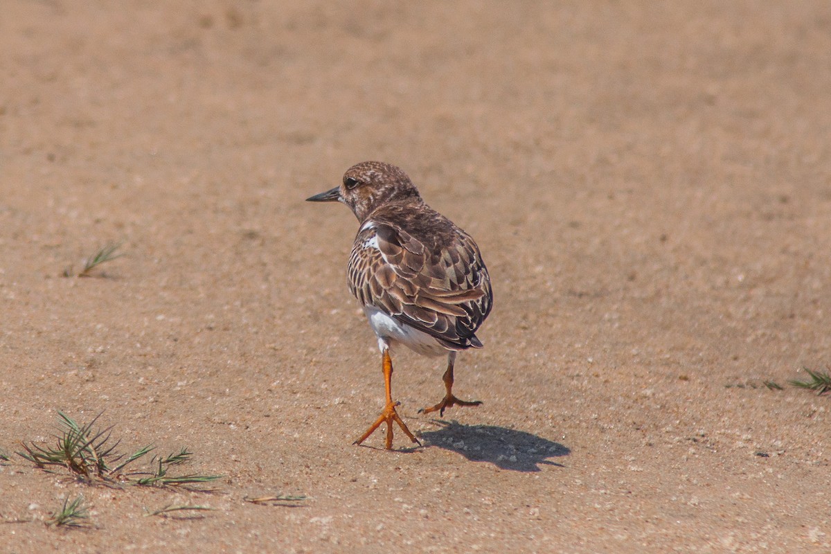 Ruddy Turnstone - Evaldo Nascimento