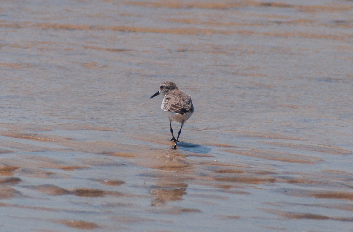 Semipalmated Sandpiper - ML101725361