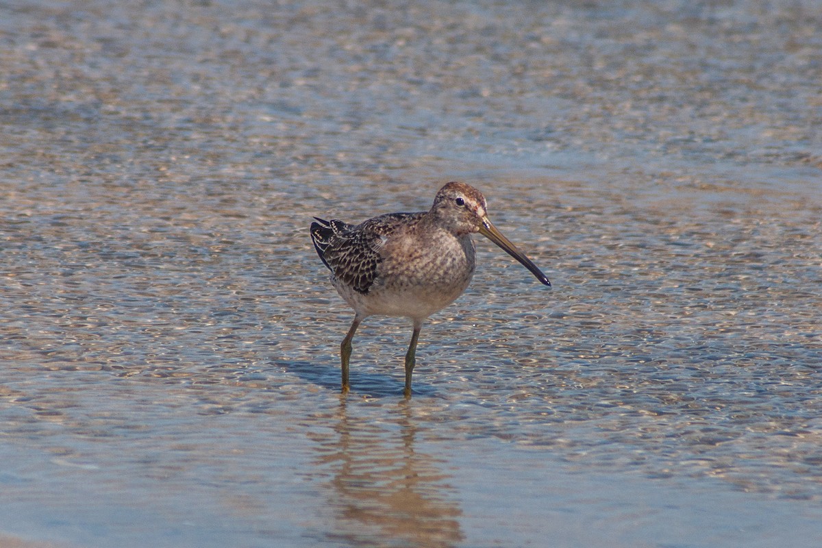 Short-billed Dowitcher - Evaldo Nascimento