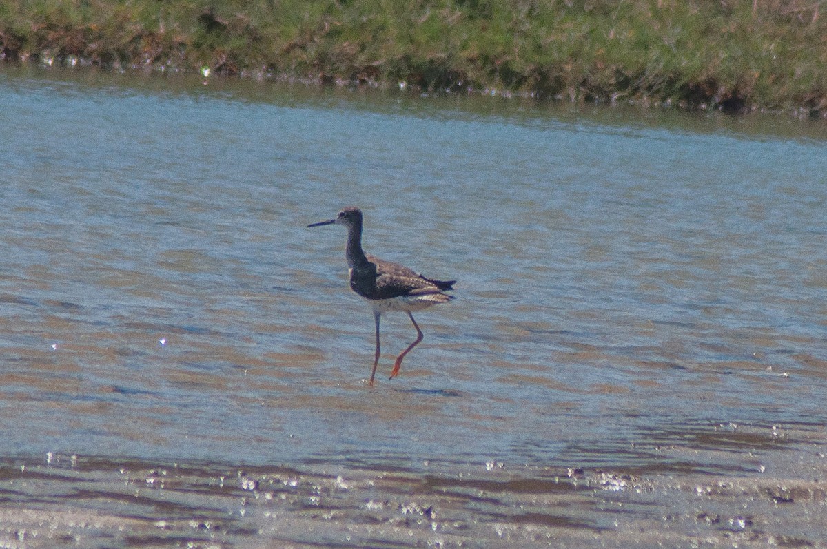 Greater Yellowlegs - ML101725441