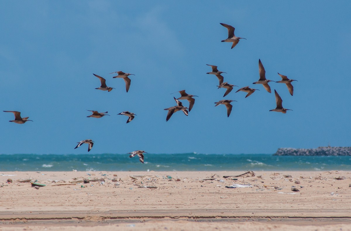 Whimbrel (Hudsonian) - ML101725681