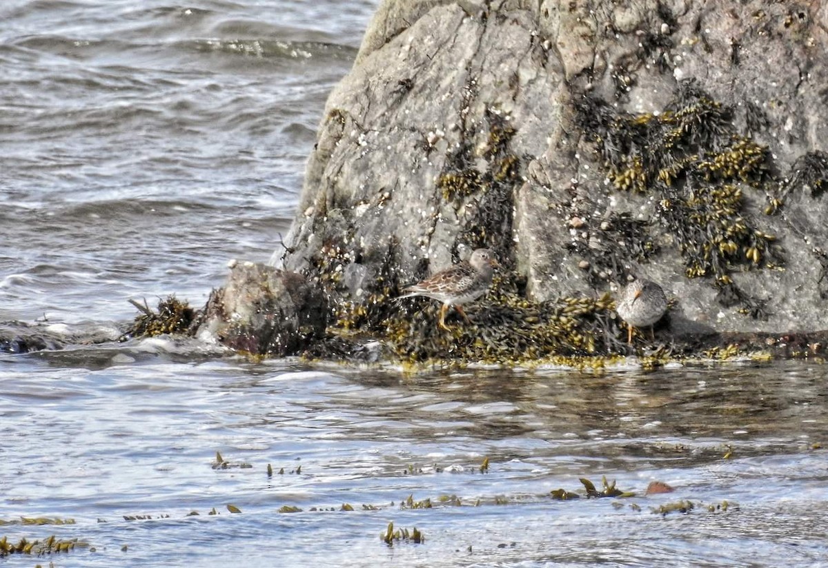 Purple Sandpiper - Denise Albert