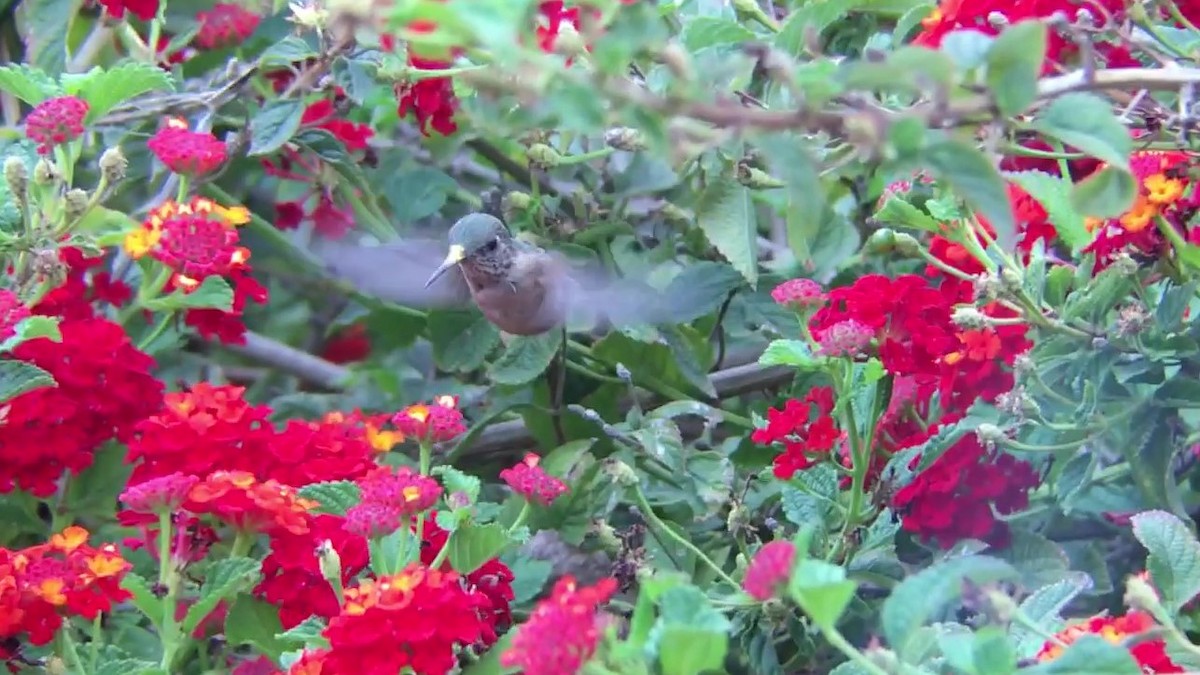 Calliope Hummingbird - ML101727461