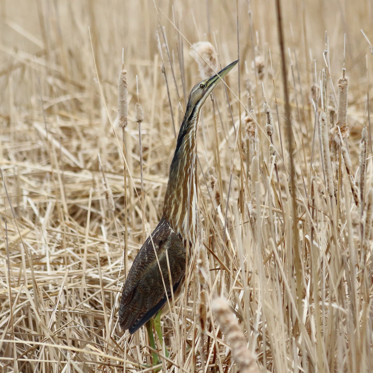 American Bittern - ML101730561