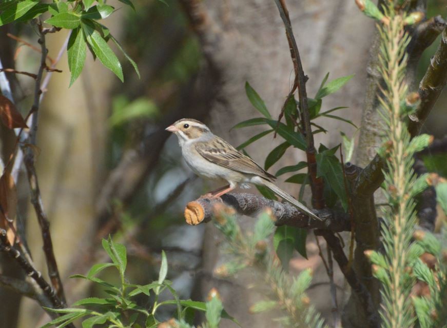 Clay-colored Sparrow - ML101731391
