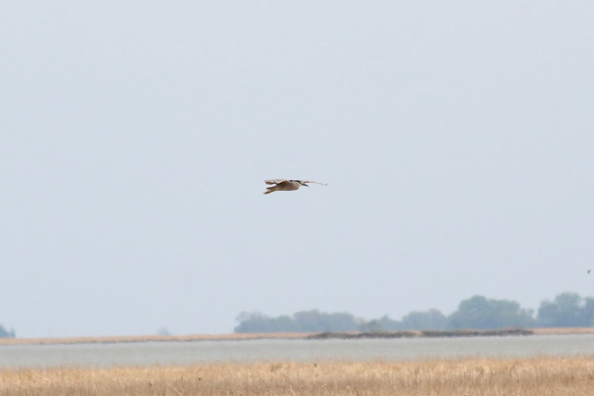 Black-crowned Night Heron - ML101731541