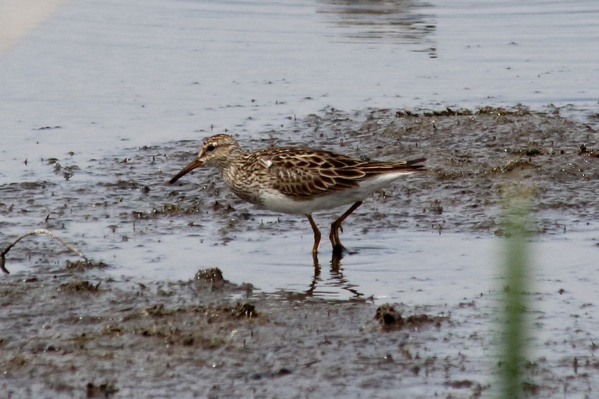 Pectoral Sandpiper - ML101732031