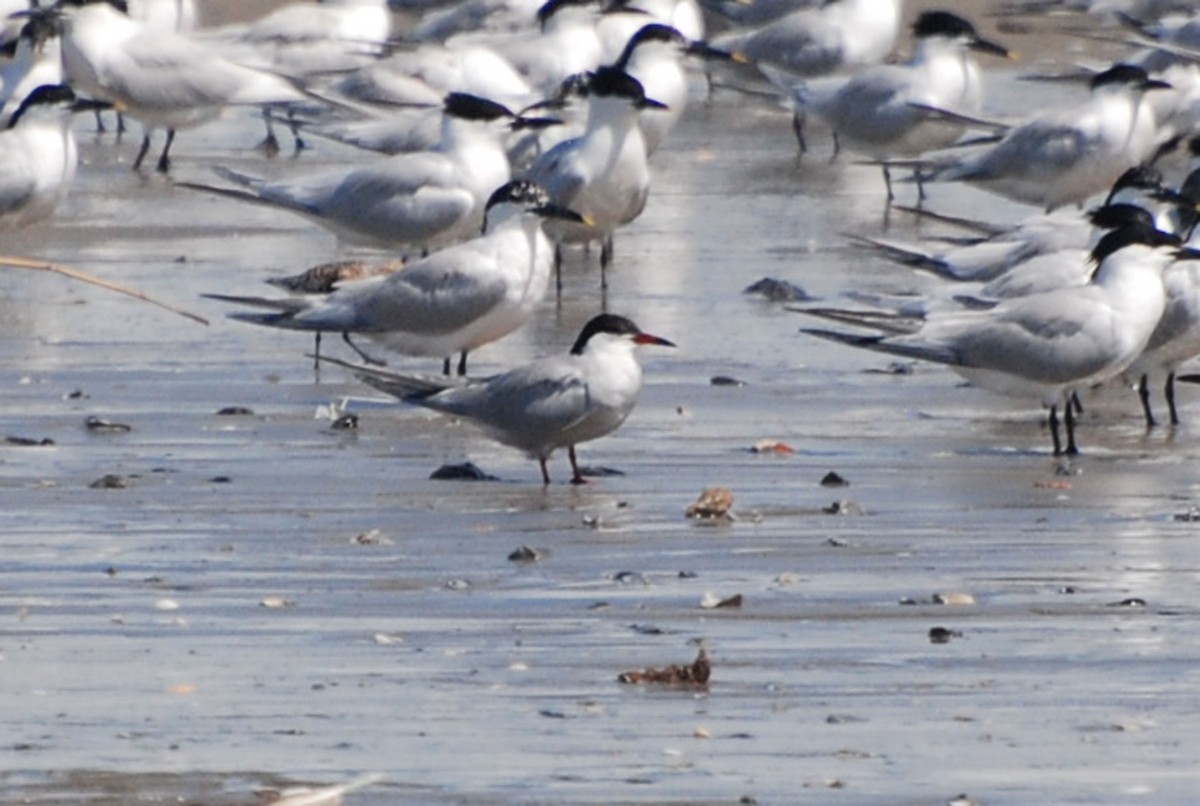 Common Tern - ML101733291