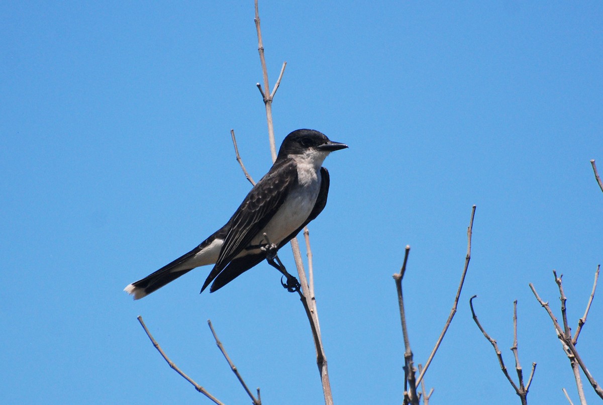 Eastern Kingbird - ML101733391