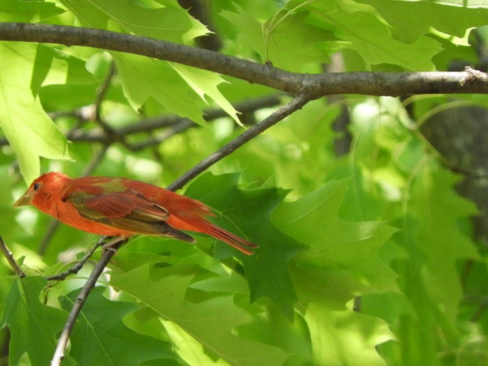 Summer/Scarlet Tanager - Alice nelson