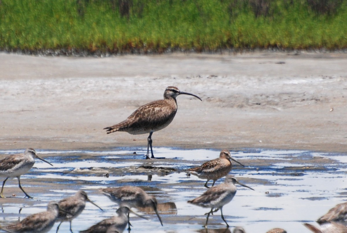 Regenbrachvogel - ML101733541