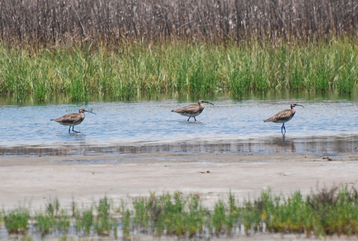 Regenbrachvogel - ML101733551