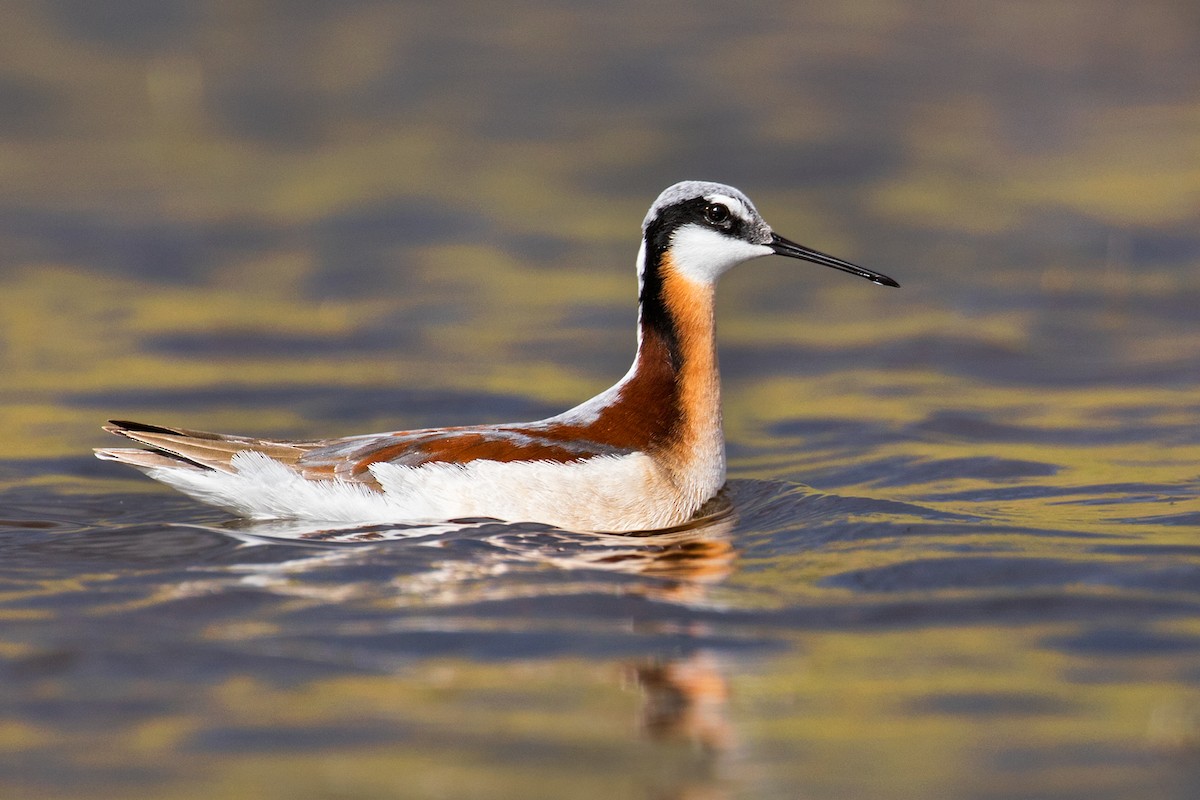 Wilson's Phalarope - Liron Gertsman