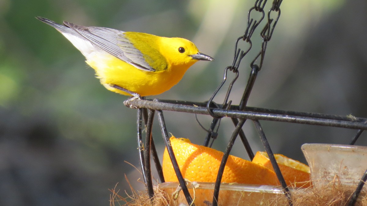 Prothonotary Warbler - ML101734921