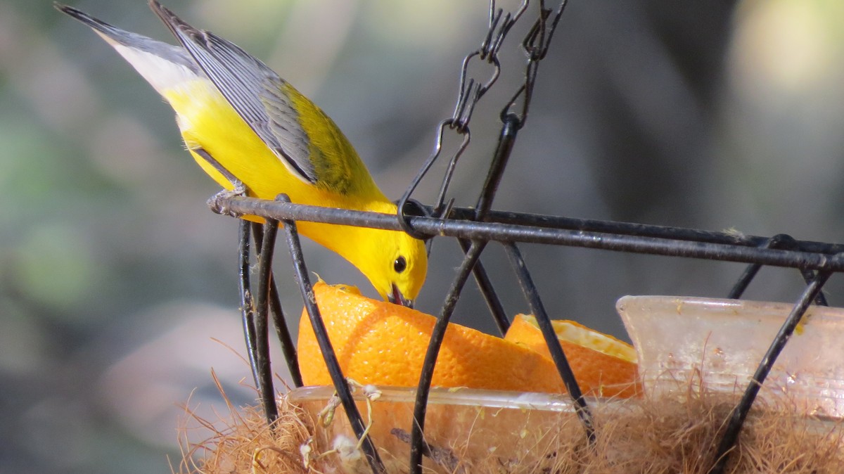 Prothonotary Warbler - ML101734971