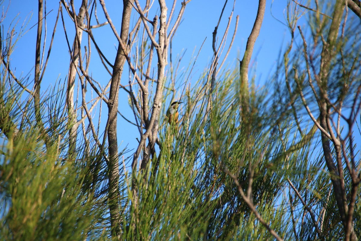Eastern Spinebill - ML101736631