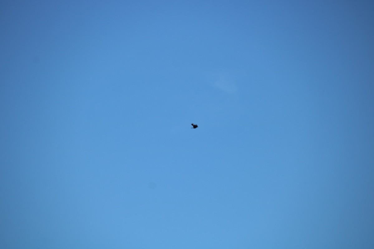 Pied Currawong - ML101736851