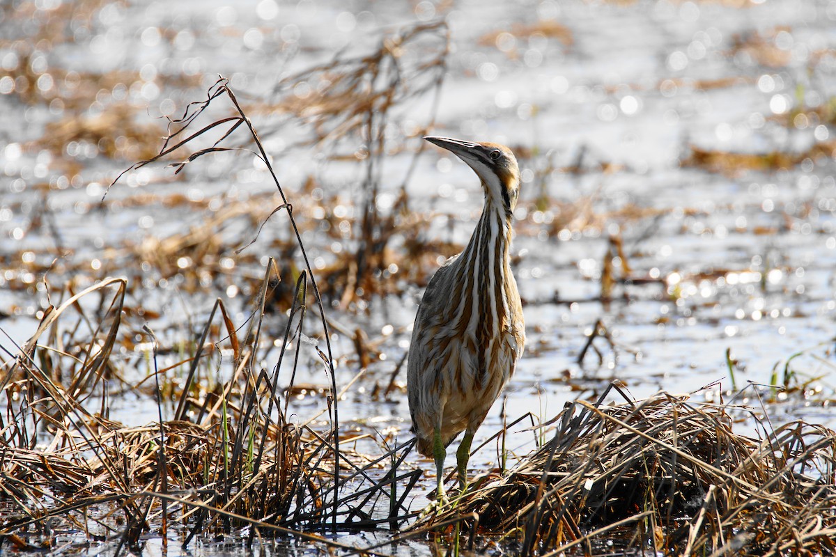 American Bittern - Alan Hingston