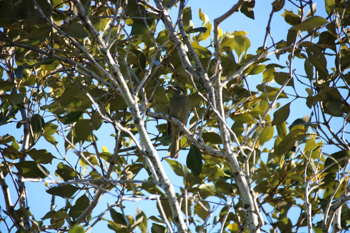 Lewin's Honeyeater - ML101737171
