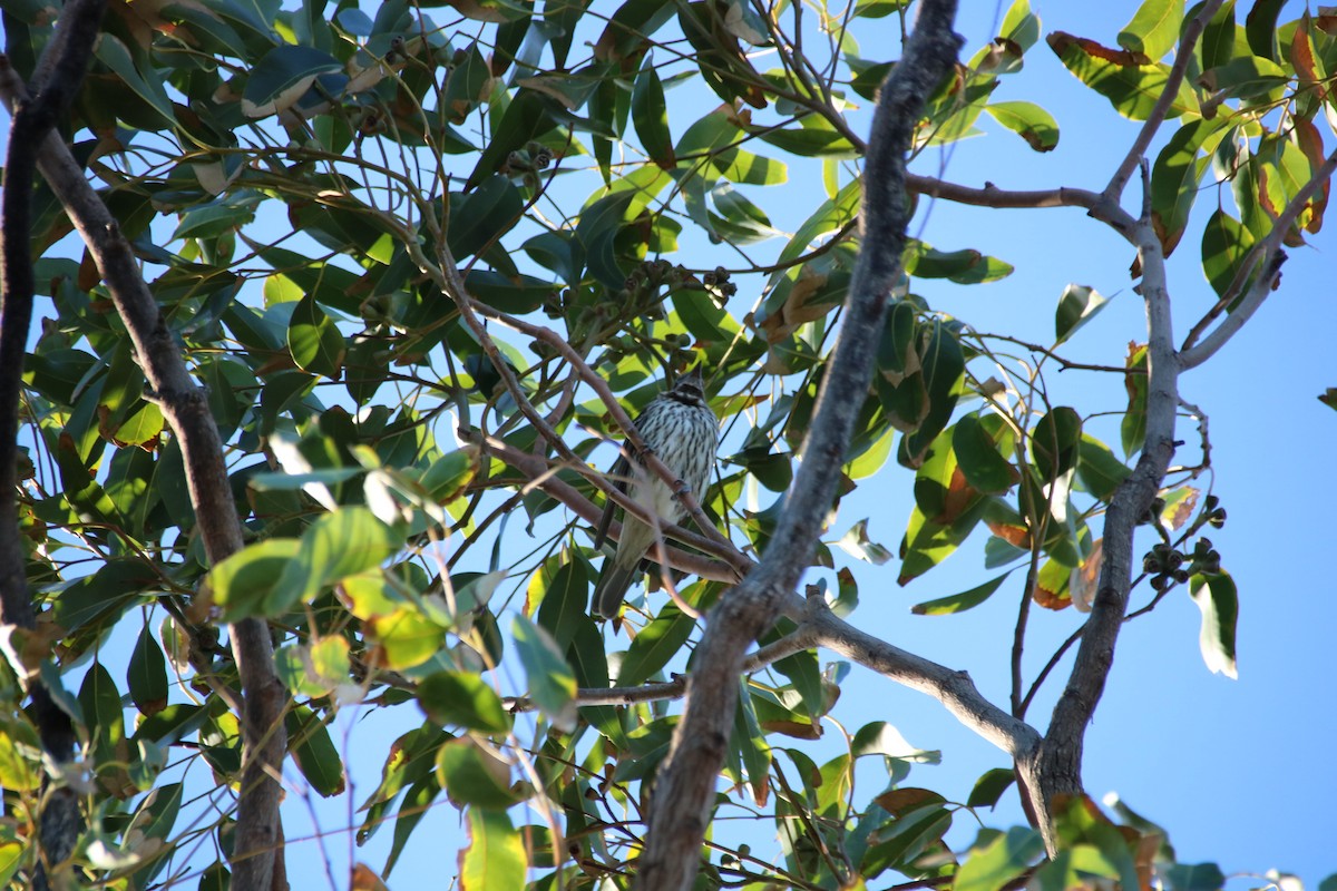Australasian Figbird - ML101737821