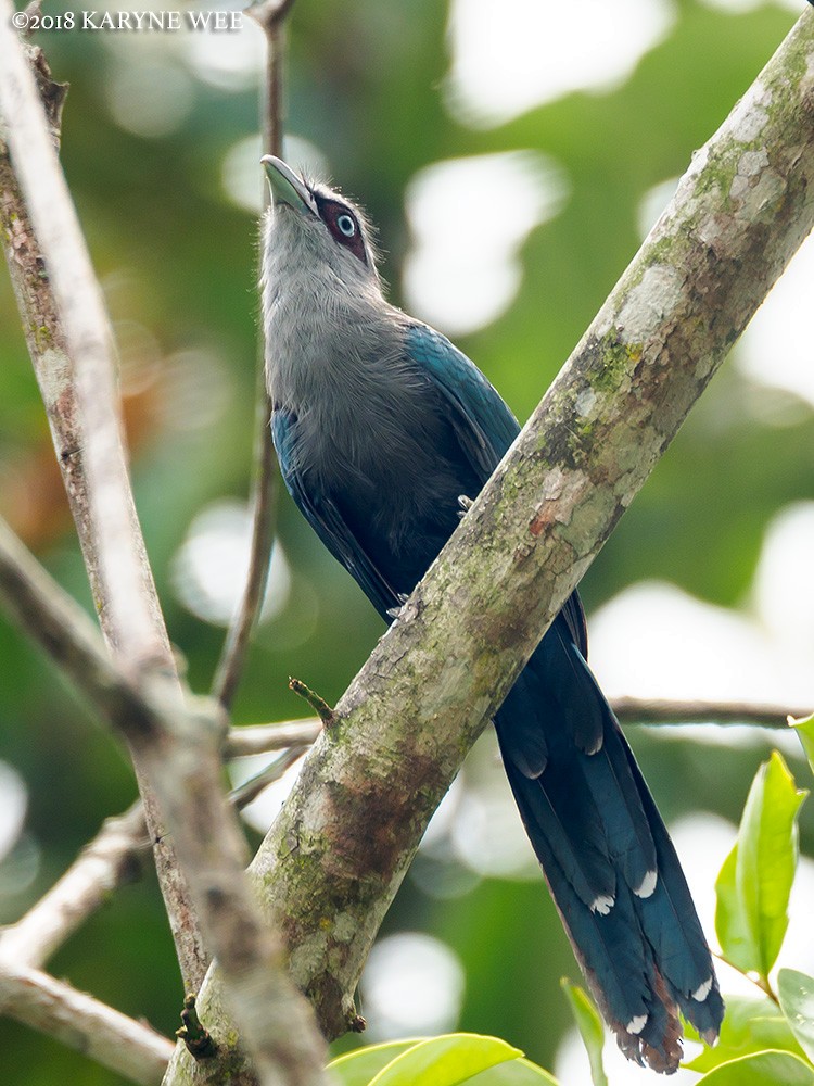 Black-bellied Malkoha - ML101737831