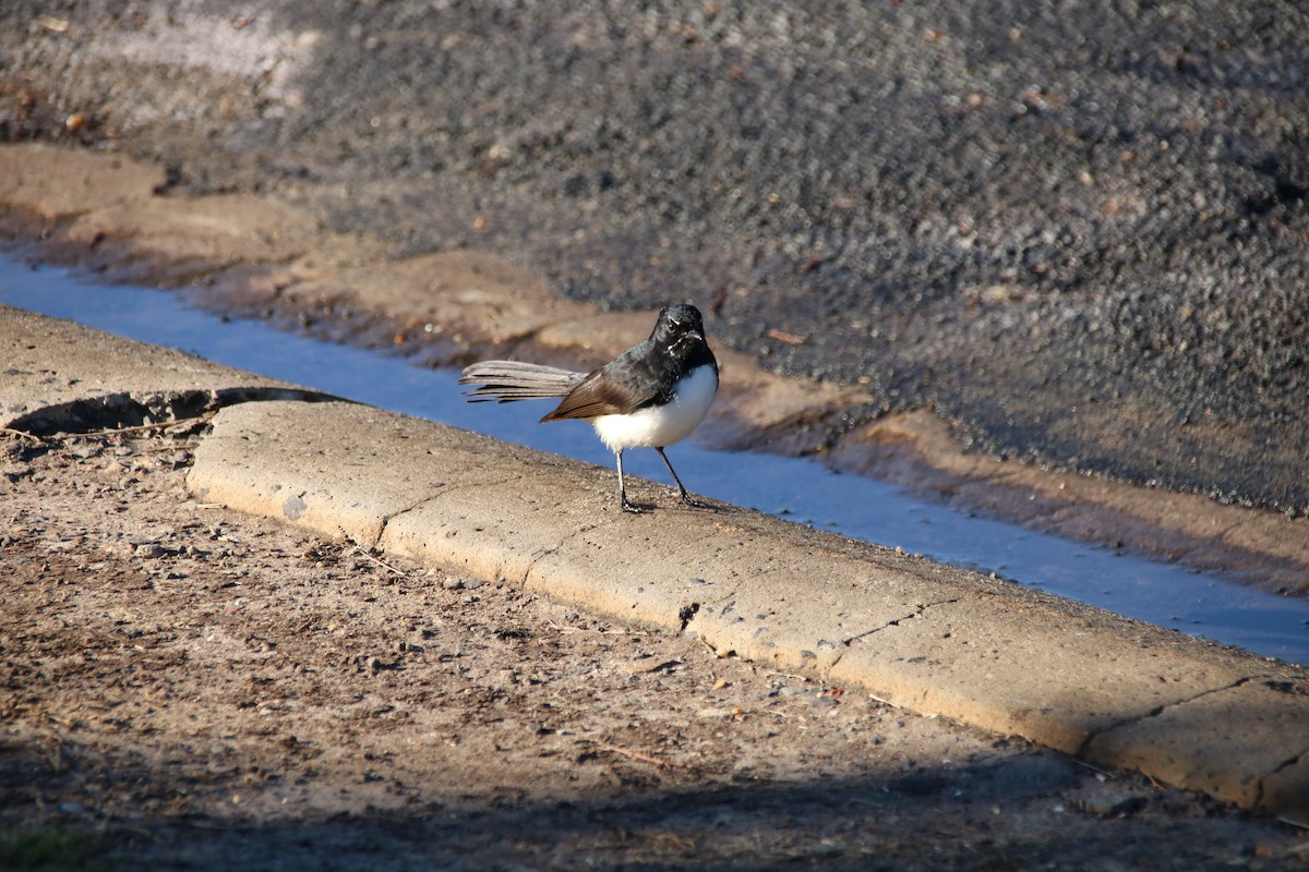 Willie-wagtail - ML101737921